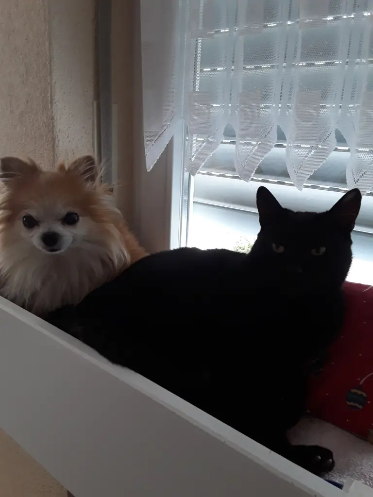 Image from Gismo