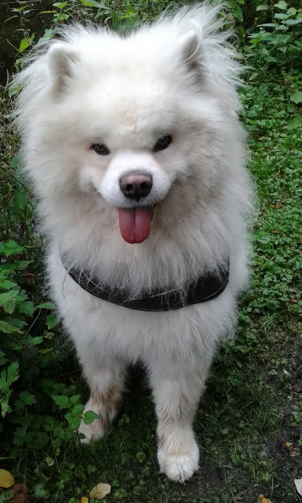 Image from Samson