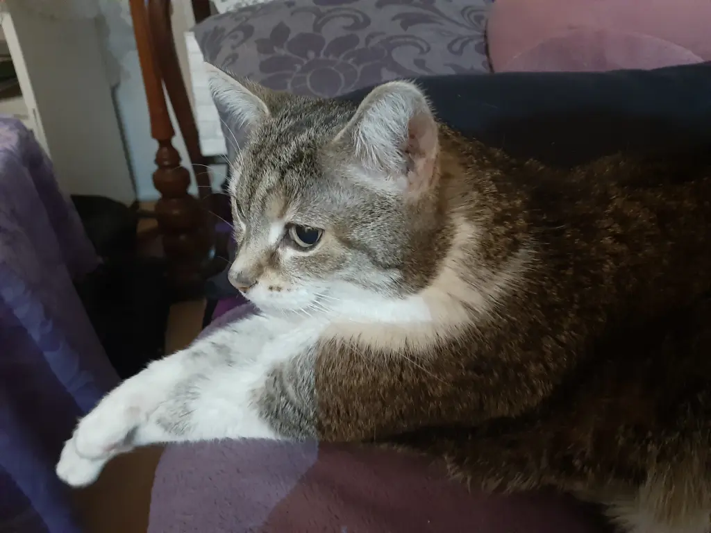 Image from Minou
