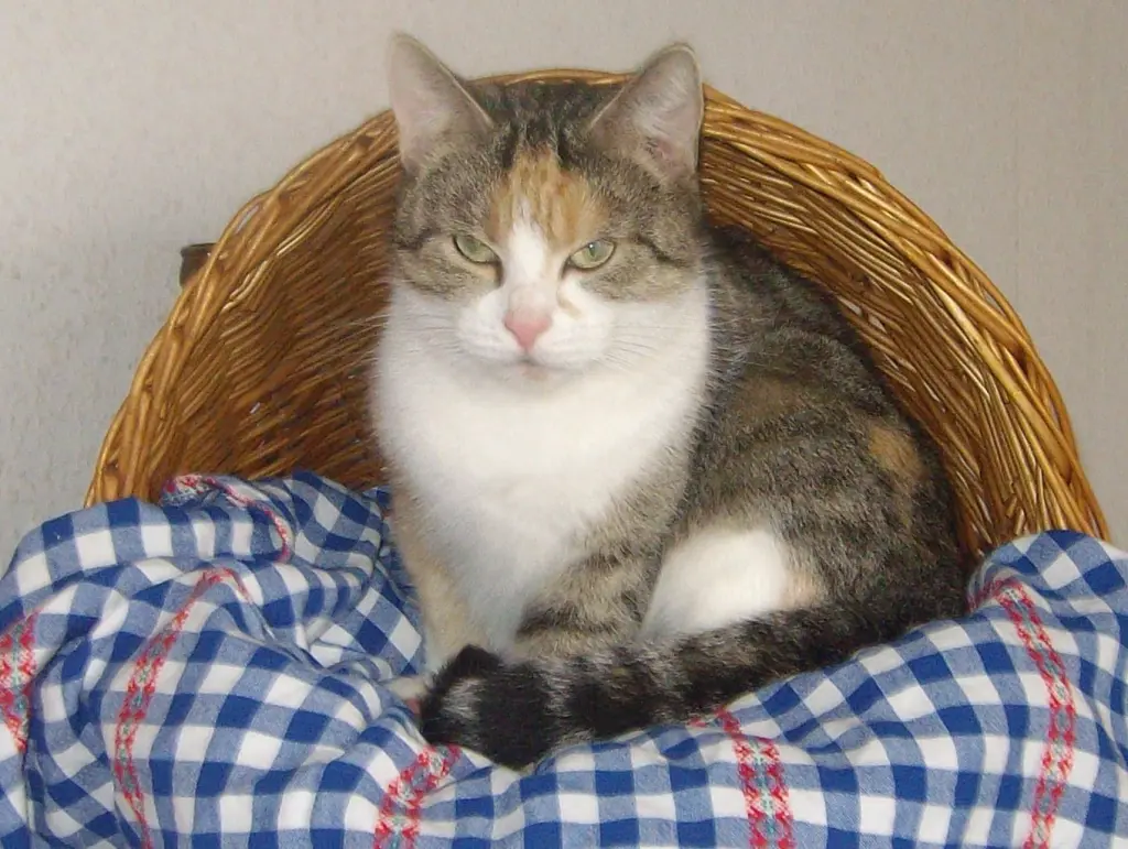 Condolence image of Maja