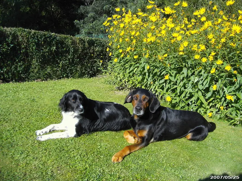 Andachtsbild von Brigitte mit Nelly, Benny und Axel im Herzen
