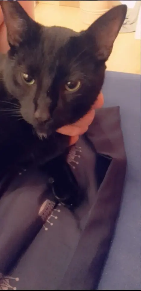 Image from Cookie