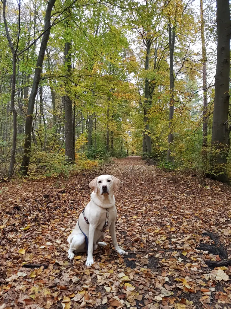 Andachtsbild von Andrea