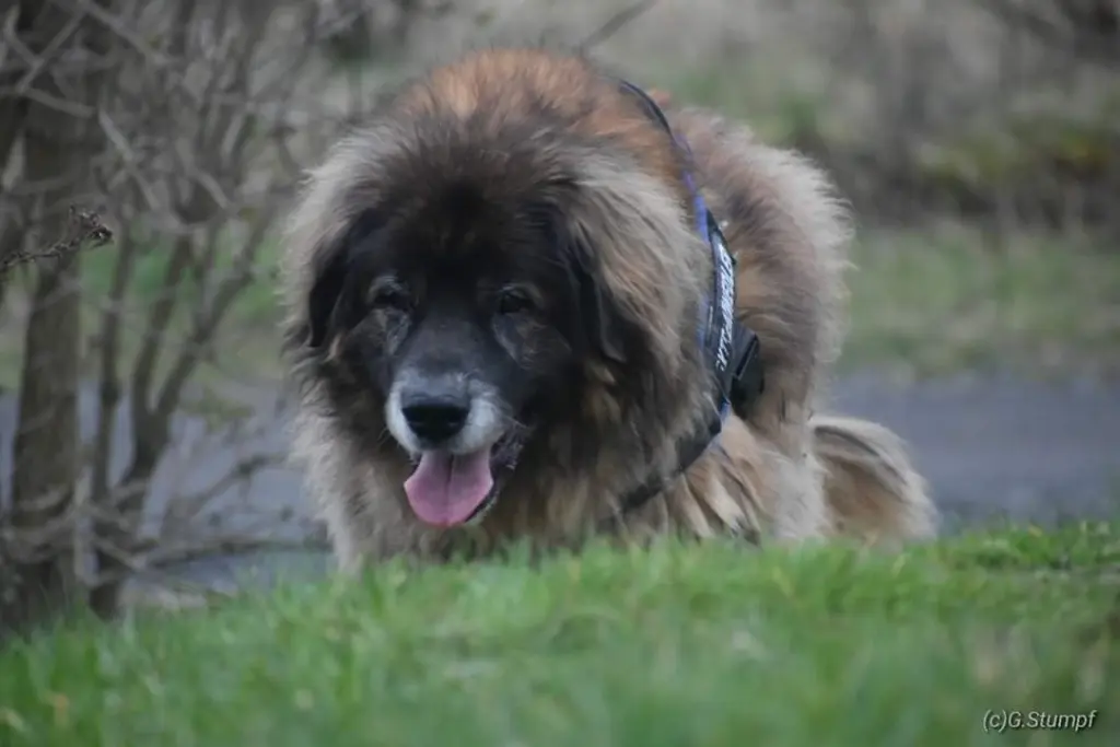 Bild von Rocky