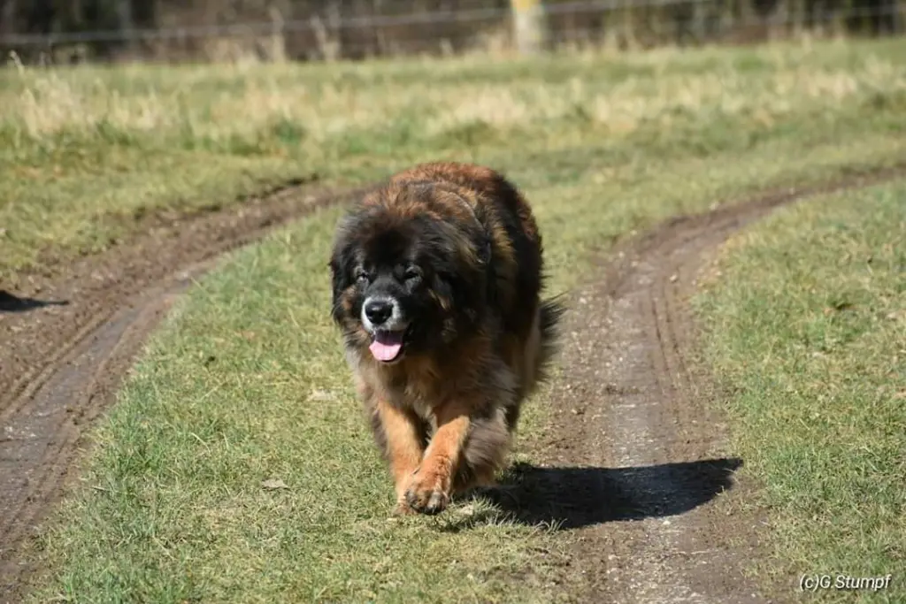 Bild von Rocky