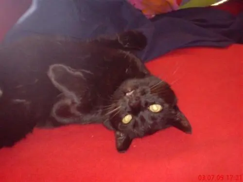 Image from Daisy gest. am 06.01.2010