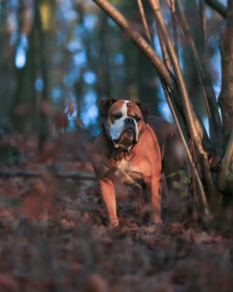 Image from Buster