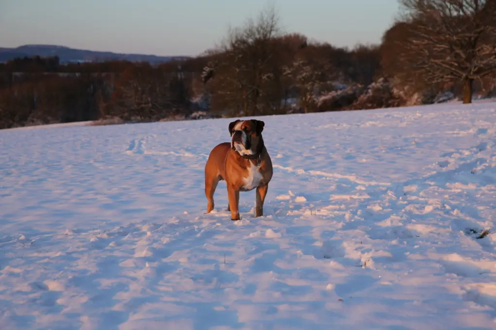 Image from Buster