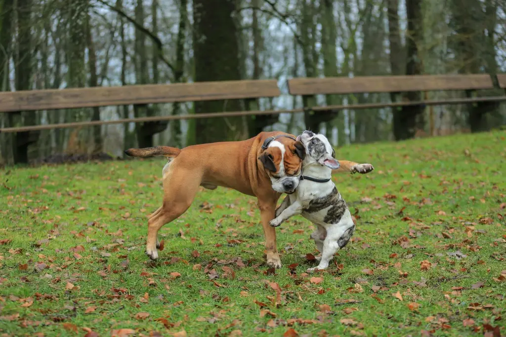 Image from Buster