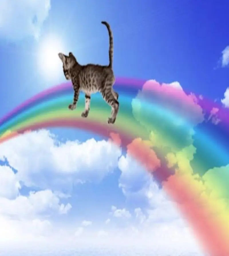 Condolence image of Fee Tews