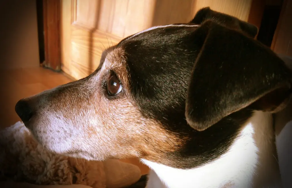 Bild von Fritzi