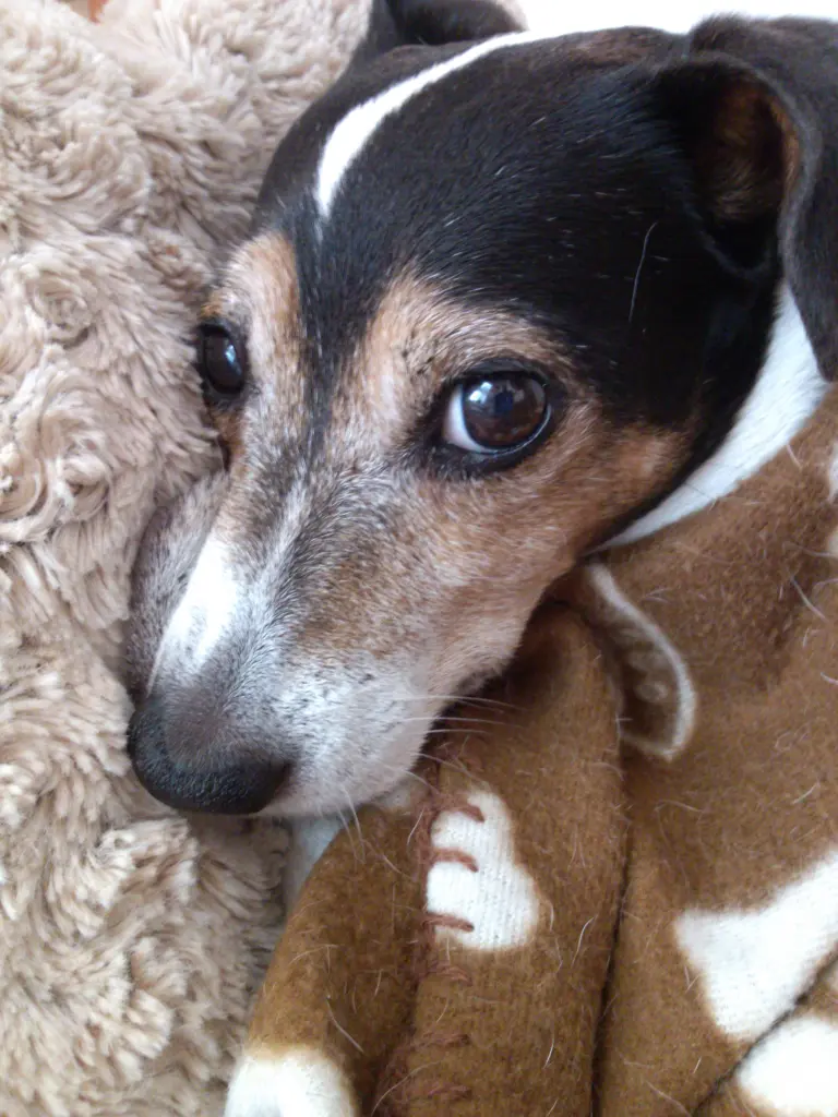 Bild von Fritzi
