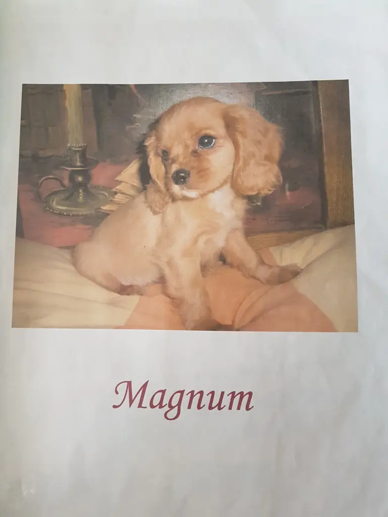 Image from Magnum