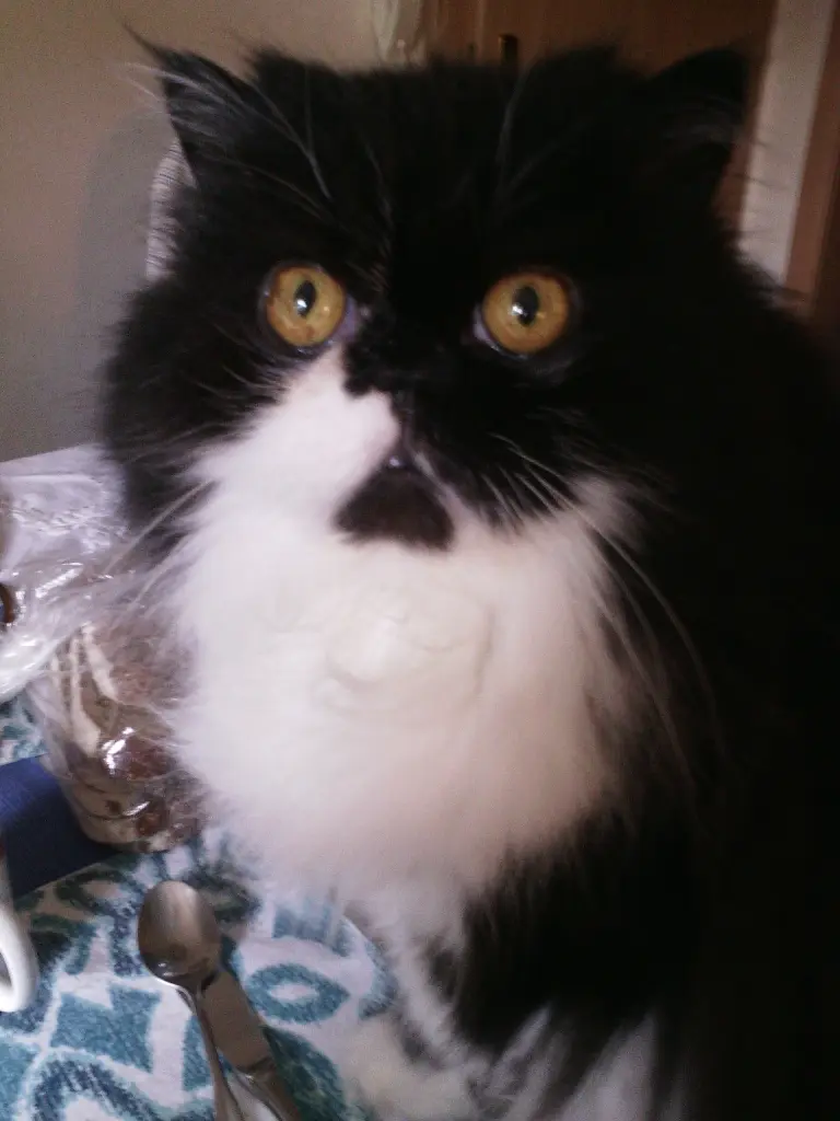 Bild von Merlin