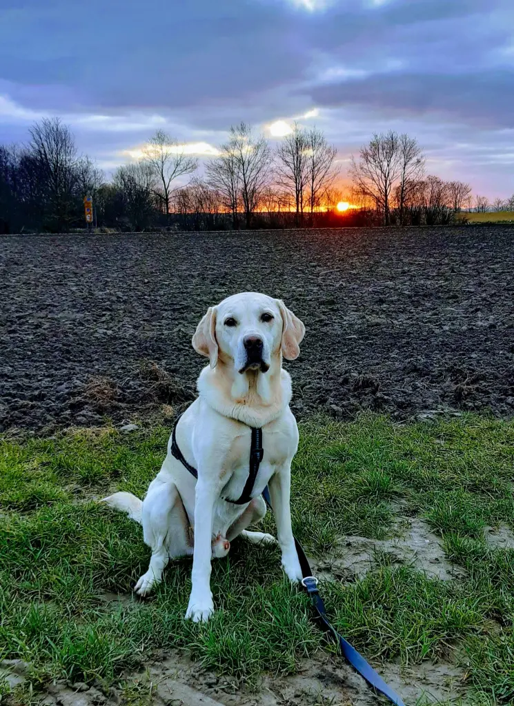 Andachtsbild von Andrea