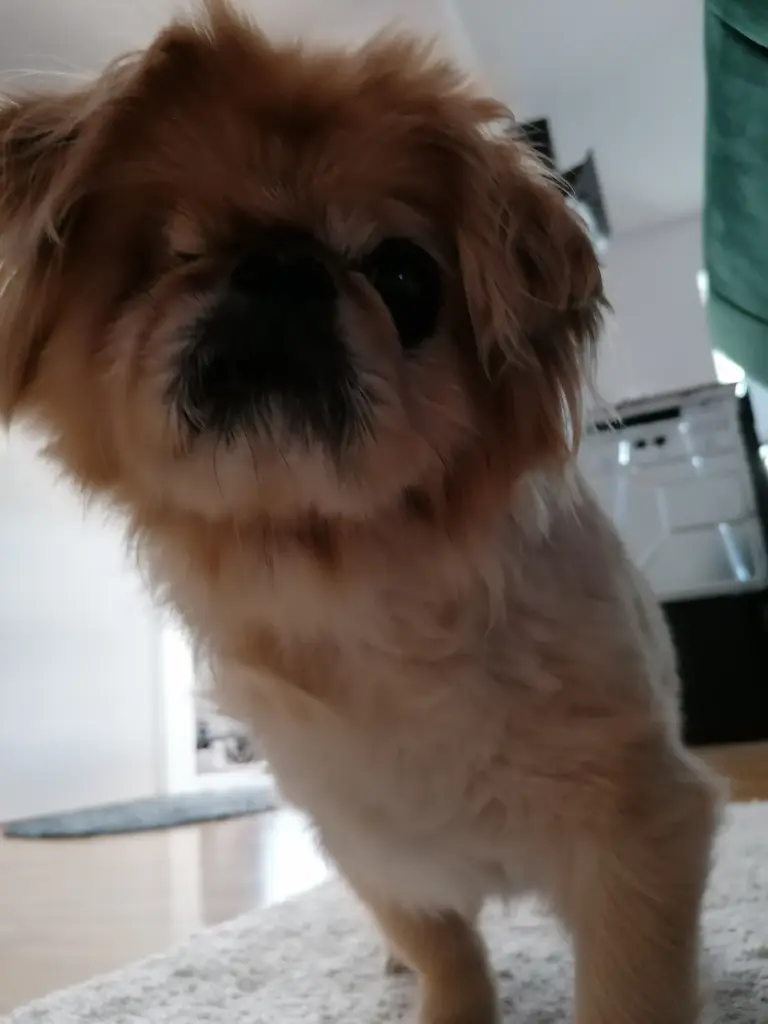 Andachtsbild von Caroline mit Jacky im Herzen