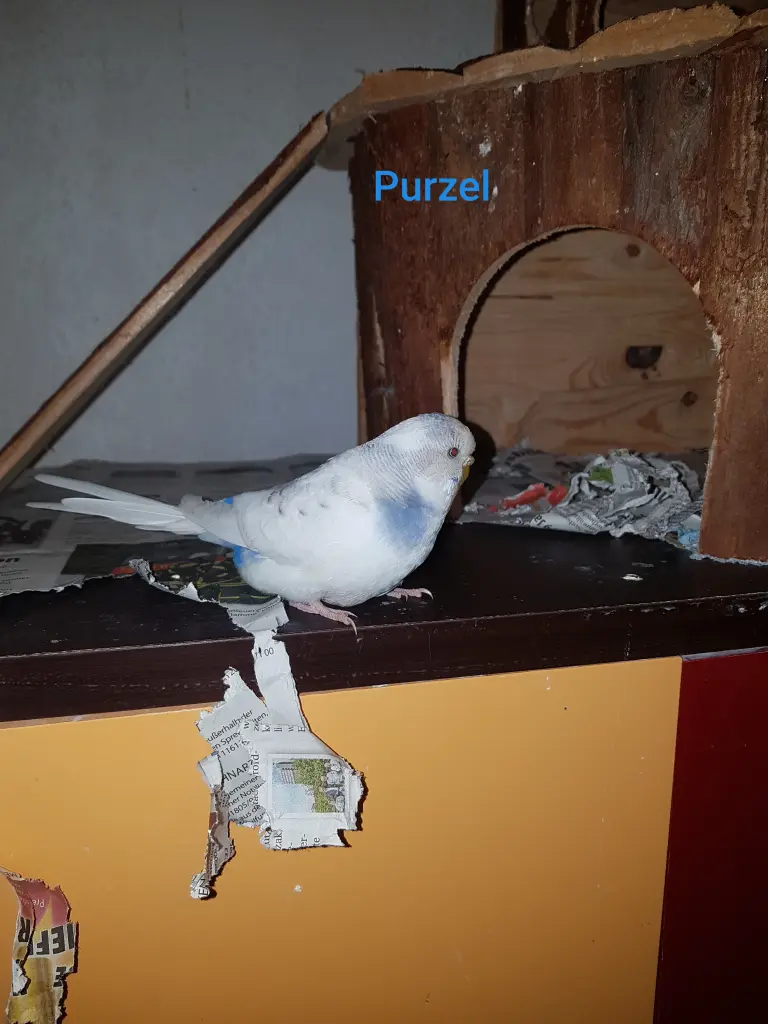 Image from Purzel