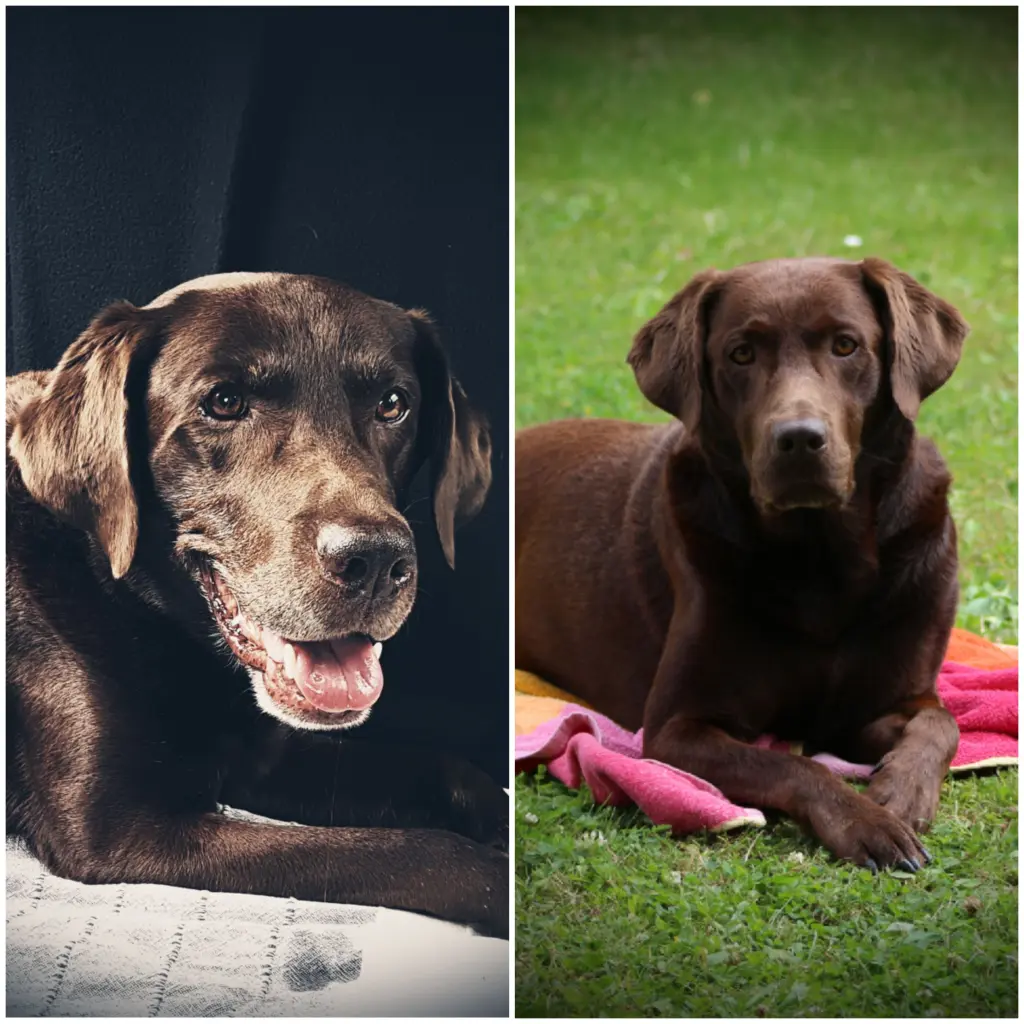 Condolence image of Silvana mit Bono ❤