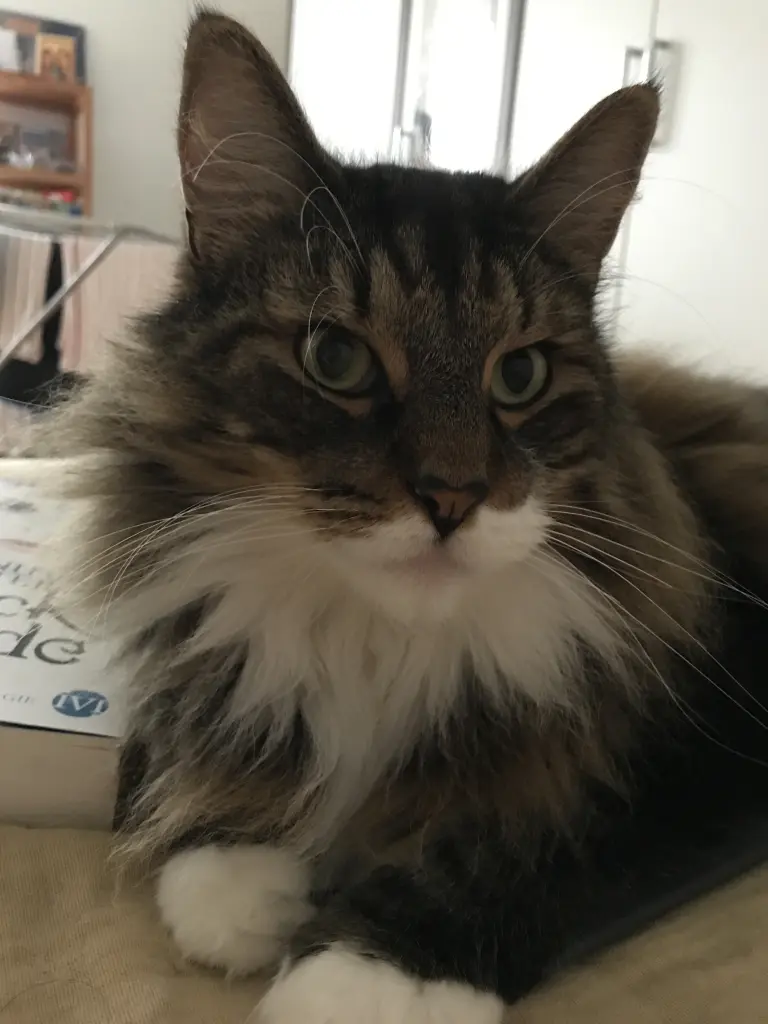 Bild von Sammy