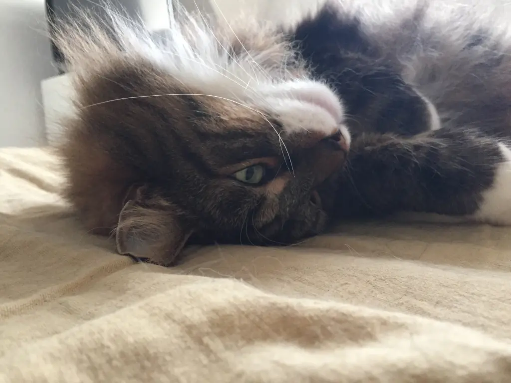 Bild von Sammy