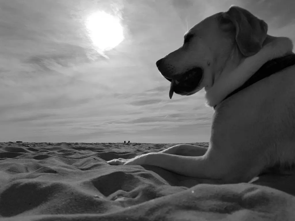 Condolence image of Andrea