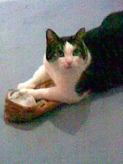 Andachtsbild von Petra mit Timmy im Herzen(+8.1.2020)