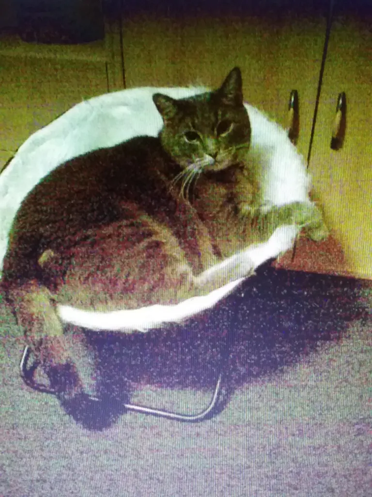 Image from Charly