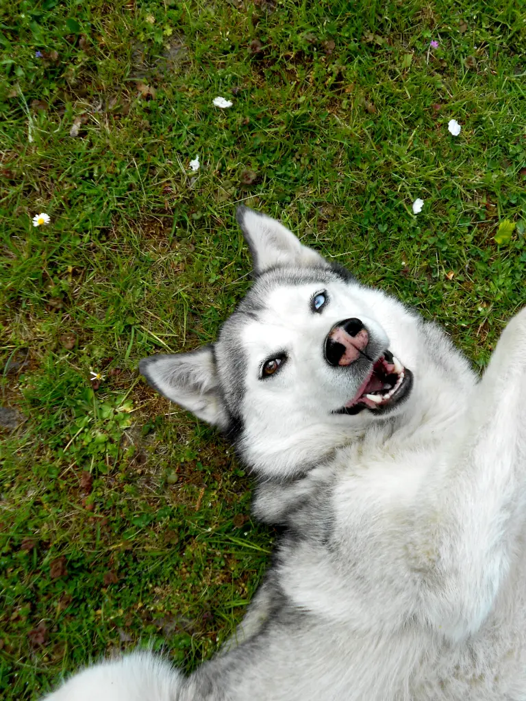 Image from Laika
