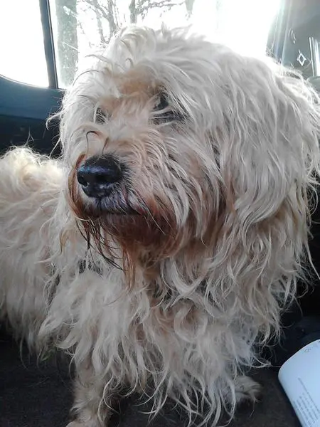 Bild von Duke
