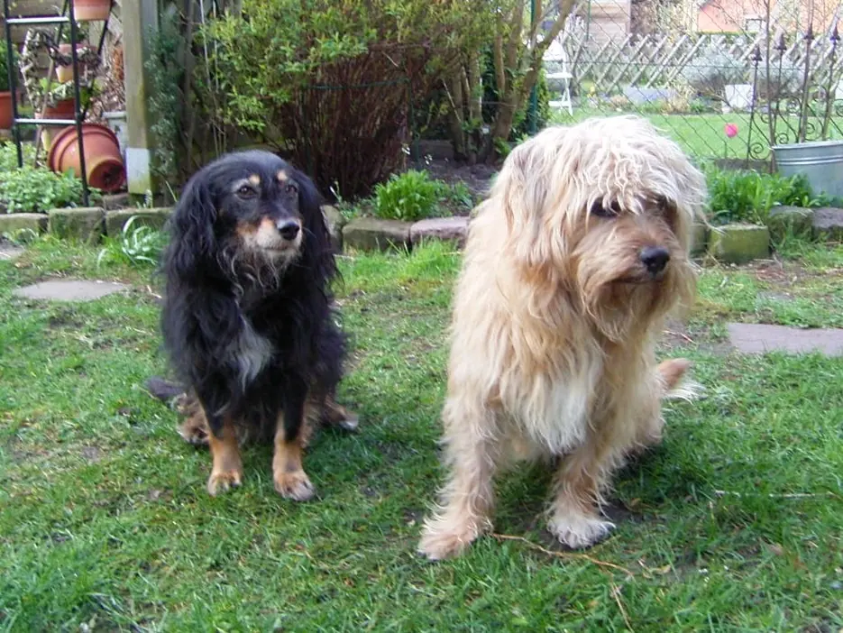 Bild von Duke
