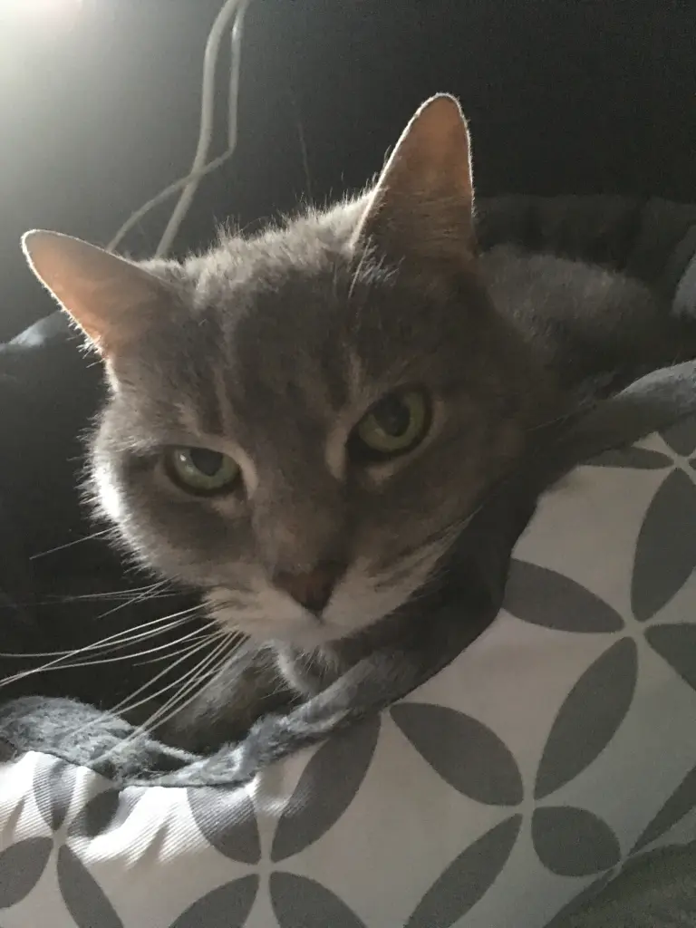 Image from Mini