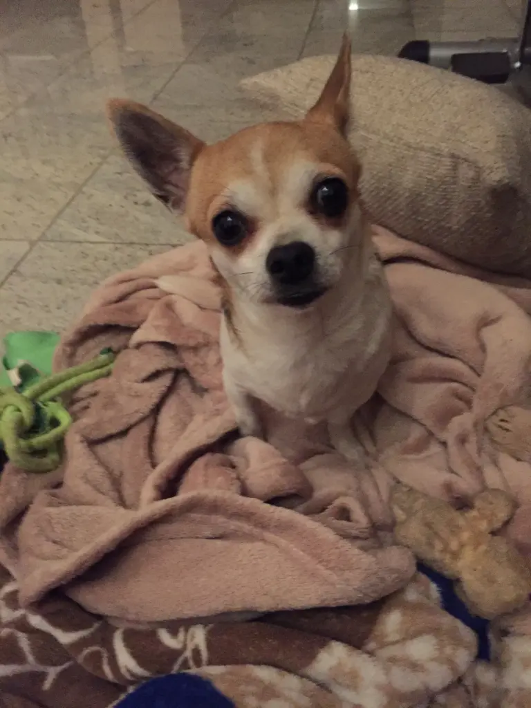 Image from Coco