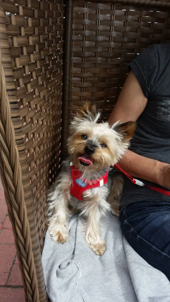 Image from Piwie