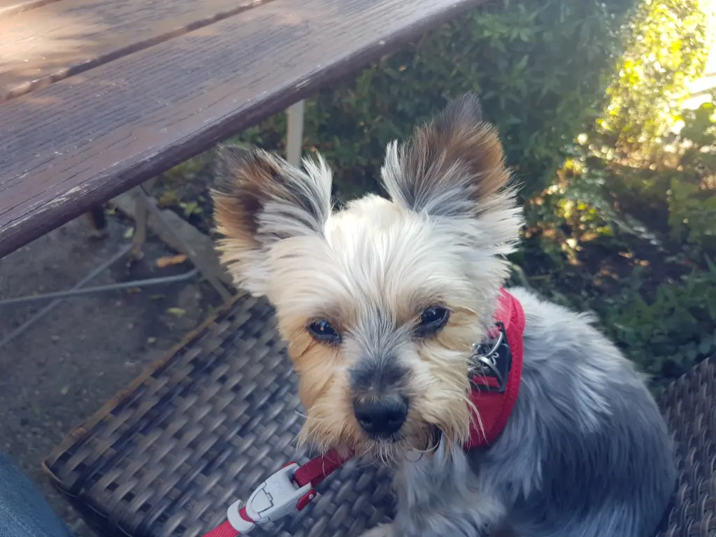Image from Piwie