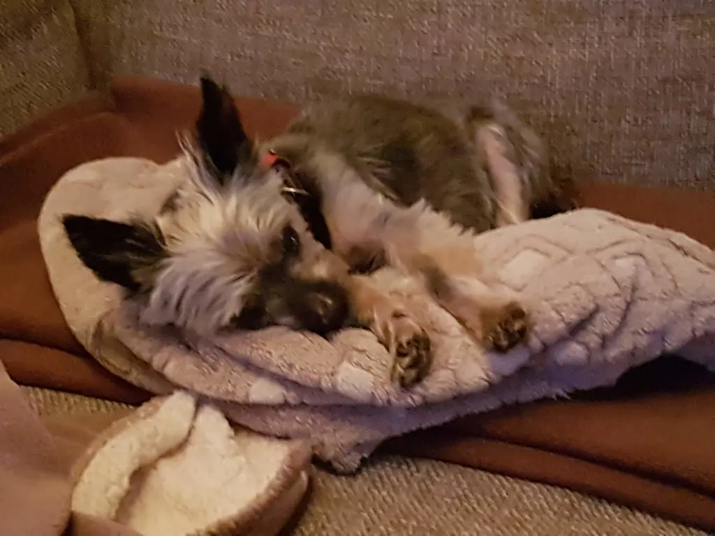 Image from Piwie