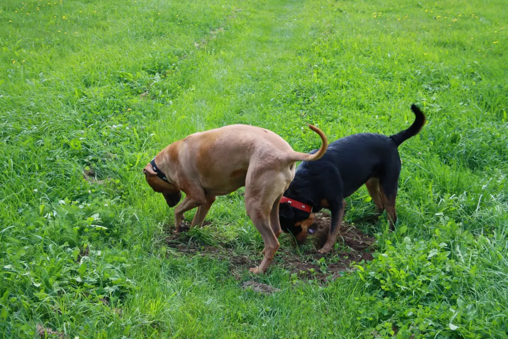 Andachtsbild von Ulli&patrick mit Teky