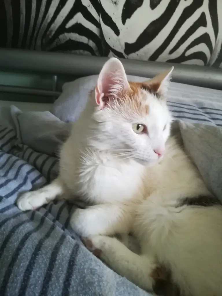 Image from Amber