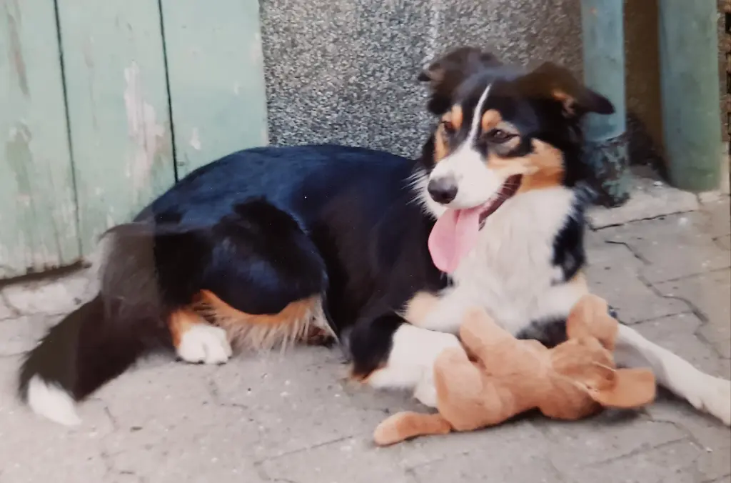 Bild von Josie