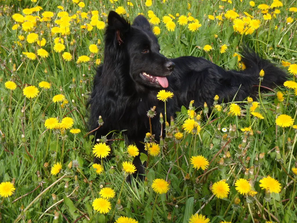 Charly liebt Löwenzahn