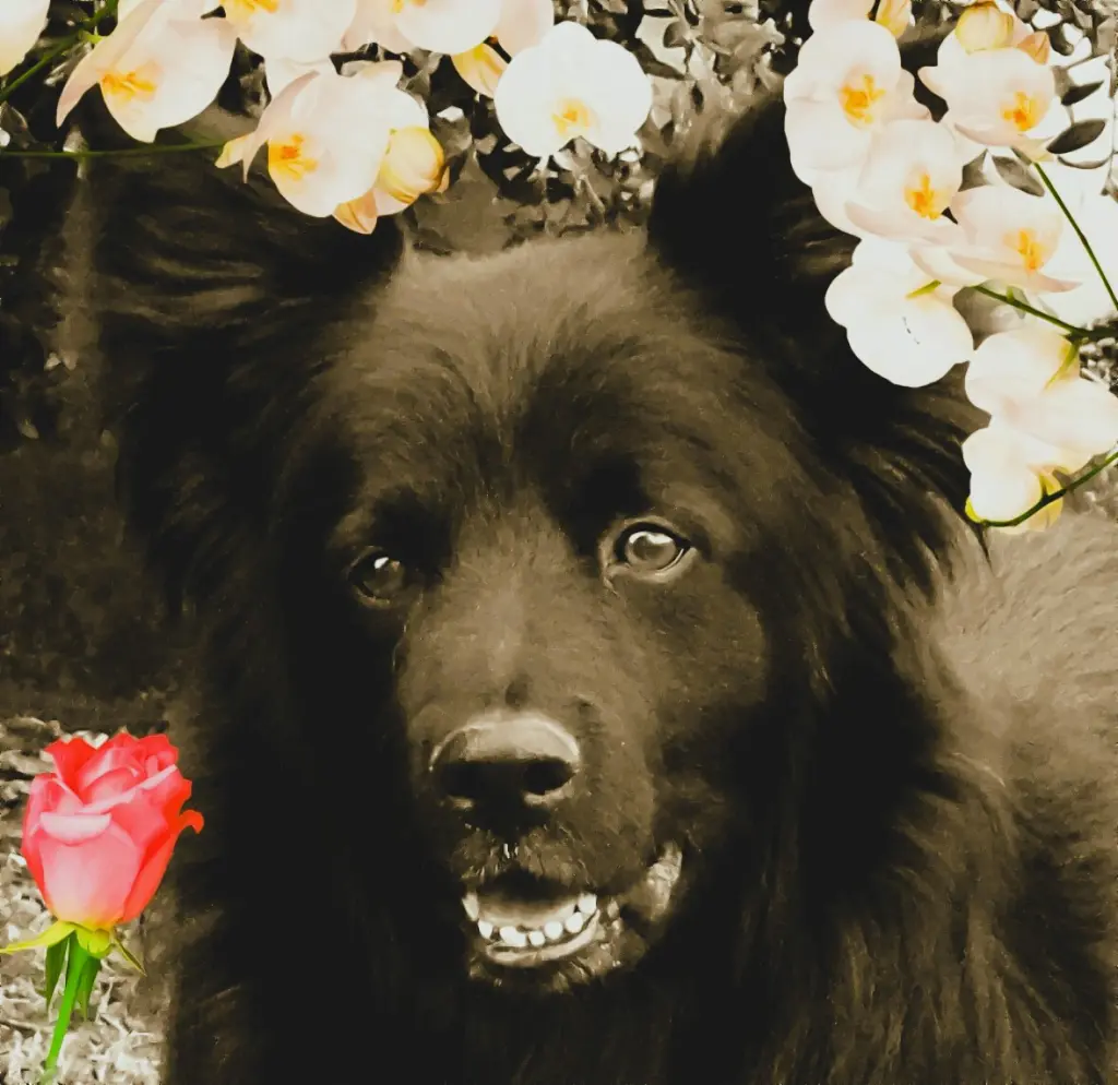 Image from Charly