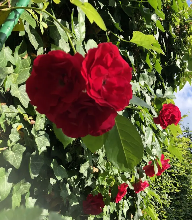 Andachtsbild von Rosen für Lemmi 