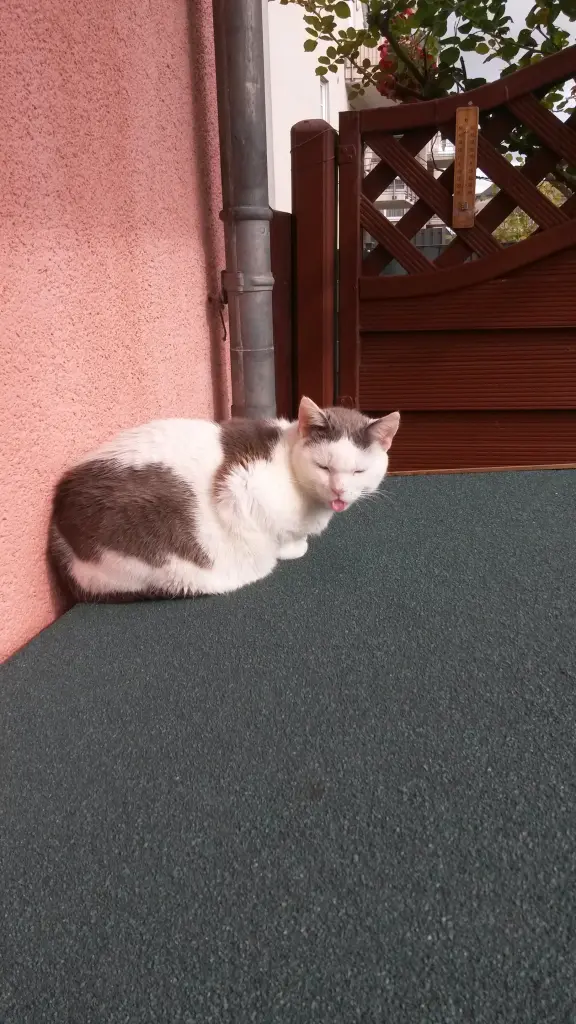 Andachtsbild von Corinna mit Emma, Pummelchen, Mietzi und Pussi-Jöngi im Herzen