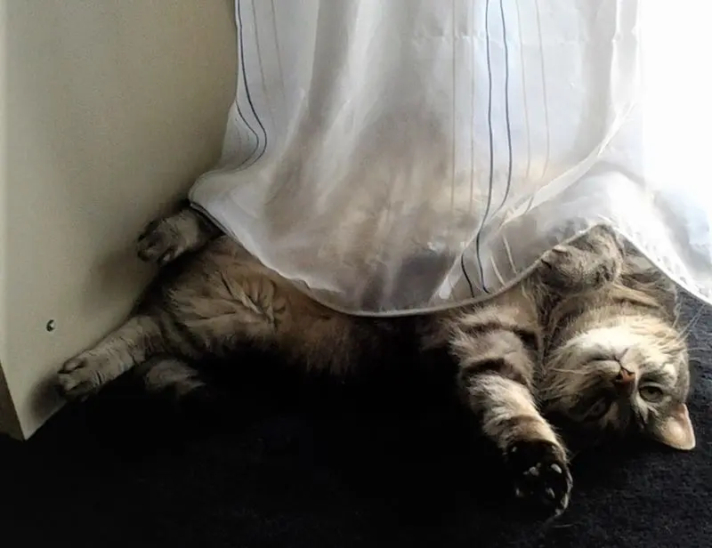 Andachtsbild von Silvia mit Gatita im Herzen, gest. 30.10.2020