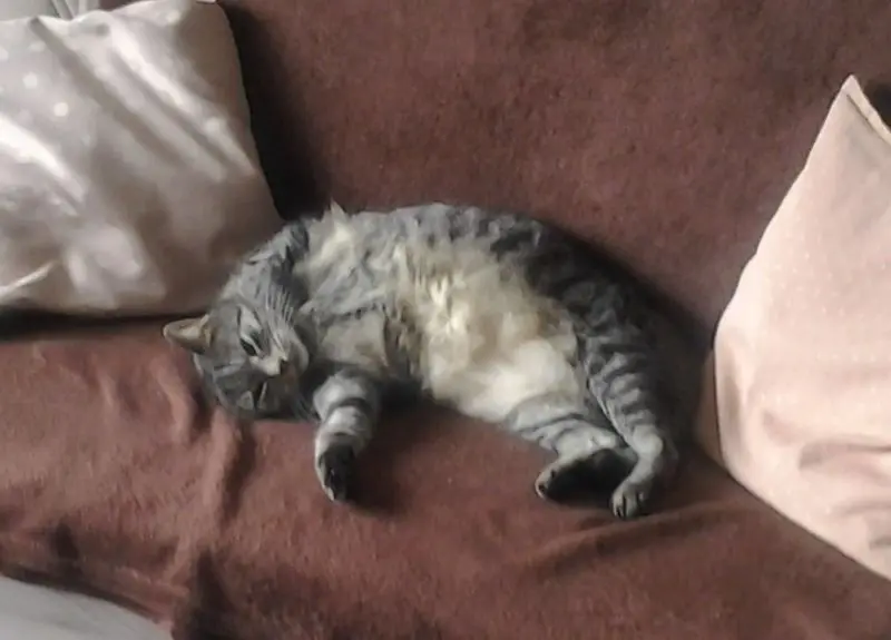 Andachtsbild von Silvia mit Gatita im Herzen, gest. 30.10.2020