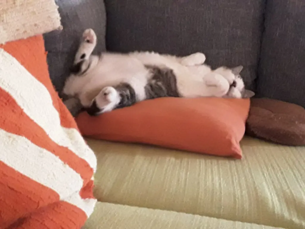 Andachtsbild von Unbekannt