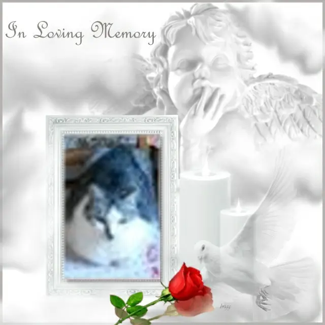 Andachtsbild von 2.Sternchen❤️Gedenktag❤️❤️