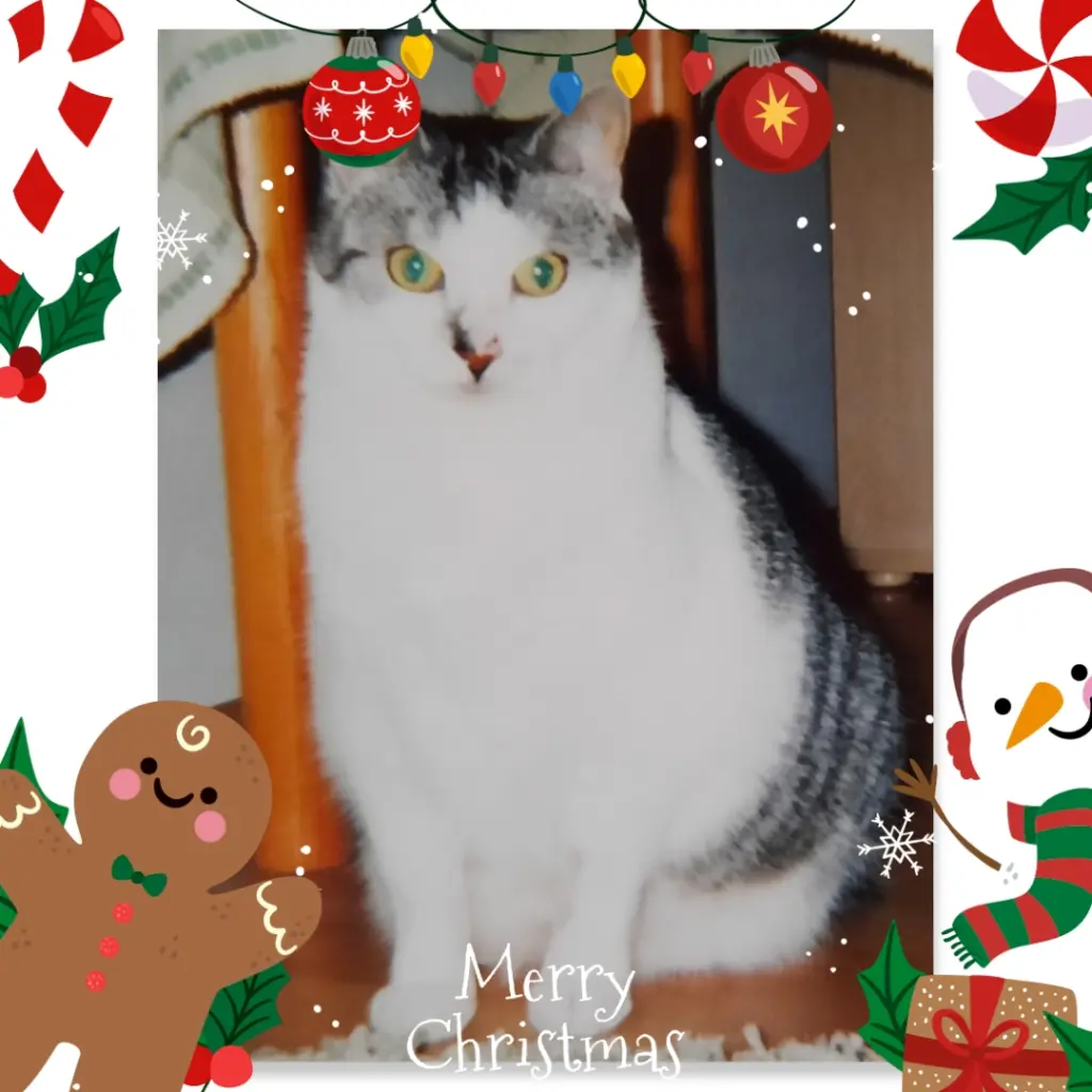 Andachtsbild von ❤️Frohe Weihnachten Lemmchen ❤️