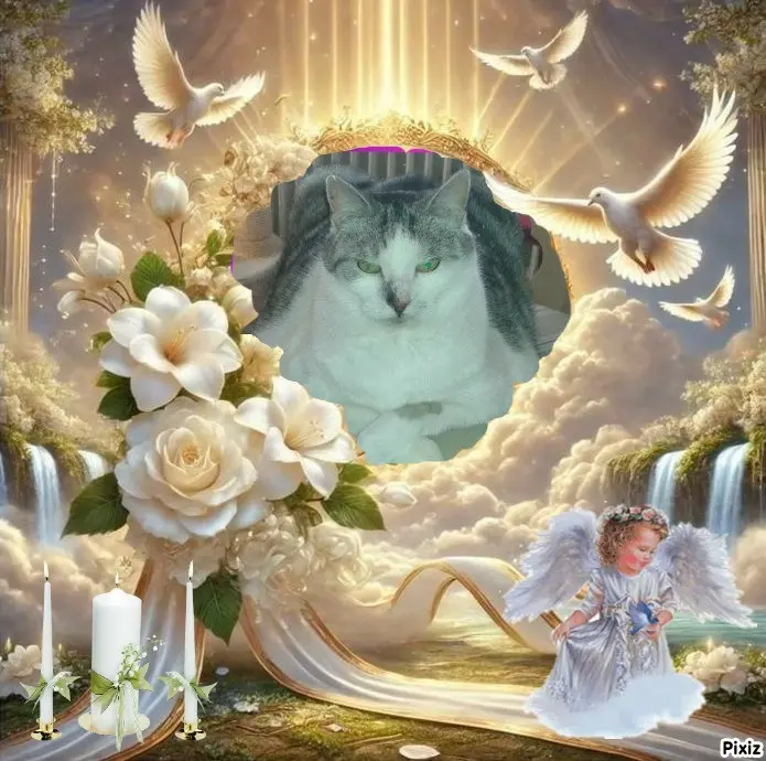 Condolence image of Tanja mit Timmy im 💖🐈🐾