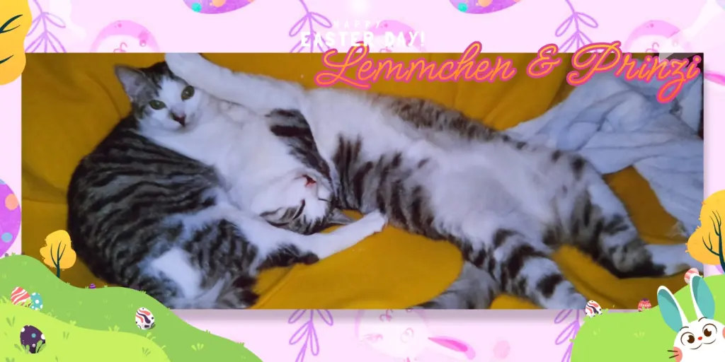 Condolence image of 💐Frohe Ostern 💐Lemmchen & Prinzi❤️❤️