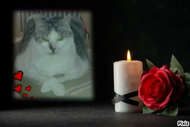 Condolence image of Tanja mit Timmy im 💖🐈🐾
